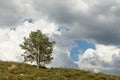 Single tree, blue sky and white clouds. Royalty Free Stock Photo