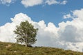 Single tree, blue sky and white clouds. Royalty Free Stock Photo