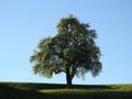 A single tree on the bottom of a green grass field