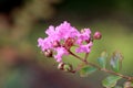 Single tree branch of Crepe Myrtle or Lagerstroemia indica deciduous tree plant with leaves containing bronze edges and open pink Royalty Free Stock Photo