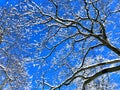 Tree branches covered snow with blue sky background Royalty Free Stock Photo