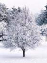 A single tree branches covered snow Royalty Free Stock Photo