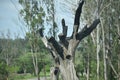 Single Tree with broken branches struck with Lightning