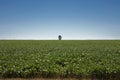 Lone tree overlooking farm land