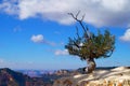 A single tree on the cliff of the Grand Canyon