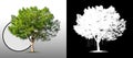 Single tree with clipping path