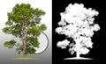 Single tree with clipping path