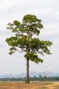 Single tree on cloudy sky background Royalty Free Stock Photo