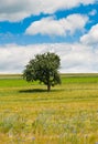 Single Tree in a corn flower field Royalty Free Stock Photo