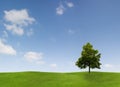 Single tree in countryside Royalty Free Stock Photo