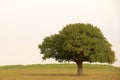 Single tree in countryside Royalty Free Stock Photo