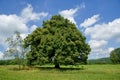 Single tree in countryside Royalty Free Stock Photo