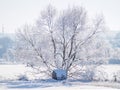 Single tree covered in frost and snow III