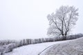 Single tree covered in rime in winter season Royalty Free Stock Photo