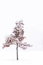 Single tree covered in snow Royalty Free Stock Photo