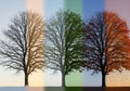 A single tree depicted in four different seasons. From left to right: Royalty Free Stock Photo