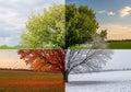 A single tree is depicted in four quadrants, each representing a different season. In Royalty Free Stock Photo
