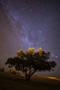 Single tree in Desert Sahara with milky way in background, sky full of stars. Morocco