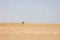 Single tree in desolate landscape of sand and desert in Solitaire, Nambia