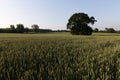 Crop field in springtime with green wheat and blue sky