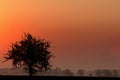 Single tree in the evening