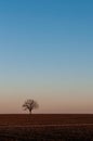 Single Tree in a Farm Field at Dusk Royalty Free Stock Photo