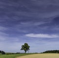 Single tree on field with cross. Royalty Free Stock Photo