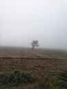 Single tree in the field early morning winter Royalty Free Stock Photo