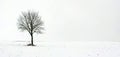 Single tree in field during first snow Royalty Free Stock Photo