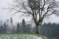 Single Tree in Field during First Snow Royalty Free Stock Photo