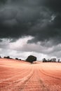 a single tree in a field with rain clouds overhead Royalty Free Stock Photo