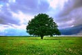 Single tree in field Royalty Free Stock Photo