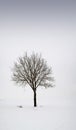 Single tree in field during winter 1 Royalty Free Stock Photo