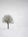 Single tree in field during winter Royalty Free Stock Photo