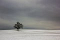 Single tree in field during winter Royalty Free Stock Photo