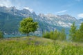 Single tree on a flowered meadow with cloudy sky and mountain in background Royalty Free Stock Photo