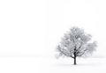 Single tree in the fog with hoar-frost