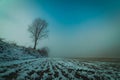 single tree in fog on a snowy field Royalty Free Stock Photo