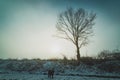 single tree in fog on a snowy field Royalty Free Stock Photo