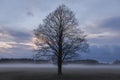 Tree on a meadow in Mazowsze region of Poland Royalty Free Stock Photo