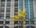 Single tree in front of industrial facade in Charlotte, Noth Carolina, USA