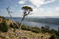 Single tree in front of Loch Ness
