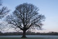 A single tree on a frosty morning on Southampton Common