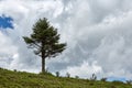 Highland lonely tree, Yunnan, China