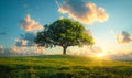 Single tree on grassy hill with beautiful sunset in the background Royalty Free Stock Photo