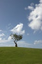 Single tree on grassy knoll Royalty Free Stock Photo