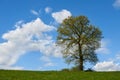 Single tree on a green field. Royalty Free Stock Photo