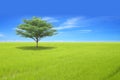 Single tree on green field Royalty Free Stock Photo