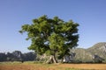 Single tree in a green field and cloudy blue sky Royalty Free Stock Photo