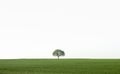 Single tree on a green field Royalty Free Stock Photo